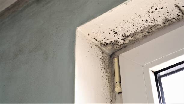 Best Mold Remediation for Healthcare Facilities  in St James, NY
