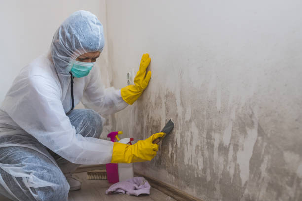 Best Environmental Consulting for Mold Prevention  in St James, NY